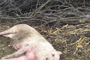 Їхали копати картоплю: у селі на Волині знайшли труп свині біля городів