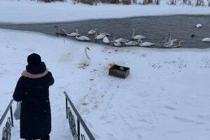  У Володимирі-Волинському рятували птахів 