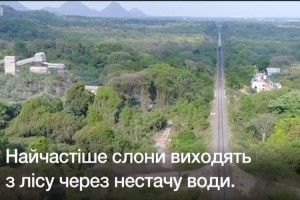 Слонів у заповіднику пасе дрон (Відео)