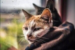 Українців попередили про нове похолодання