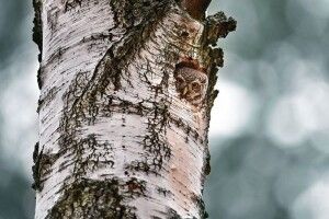 Фотомисливиця вполювала пернатого шпигуна 