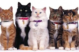 У Києві на дві години затримали літак до Анкари через… кота