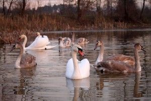 Мороз наступає, але десяток ківерцівських лебедів продовжують триматися на Молодіжному! (фото)