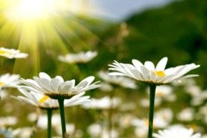 В Україні дефіцит лікарських рослин