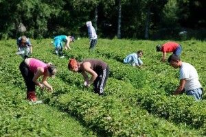 У Польщі поскаржилися на брак працівників з України для збору врожаю