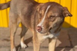 На Волині шукають вірного другана для пса Каштана (Фото)