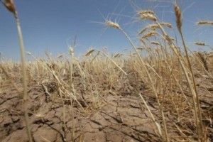 Від посухи в Криму вигоріло 100 тисяч гектарів посівів
