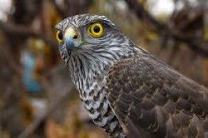 Хотів пообідати: яструб спіймав змію, але жертва ледь не задушила його (Відео)