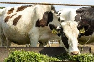 На Рівненщині фермерські господарства ростуть, неначе гриби після дощу