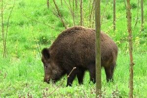 На Волині зафіксували випадок Африканської чуми свиней