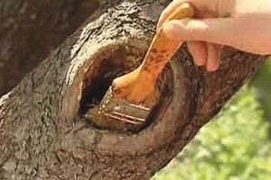 Зароблене дупло продовжить життя дерева