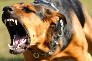 У селі на Волині скажений пес покусав дитину та батьків