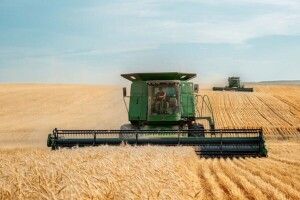 У США спрогнозували, скільки вдасться виростити пшениці в Україні