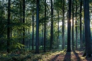 На Волині дерево вбило лісівника