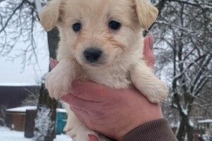 У Луцьку шукають охочих створити Різдвяне диво для новорічних «ведмедиків» (Фото)