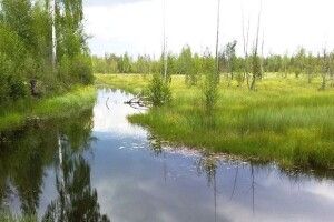 Кабмін постановив створити на Рівненщині Національний природний парк «Пуща Радзивіла»