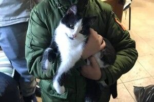 У Луцьку батько із сином зробили щасливими котика Фелікса та собачку Джессі (фото)