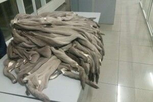На Волині прикордонники вилучили 200 норкових шкур