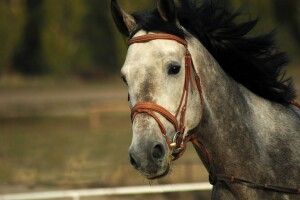 У селі біля Рівного кінь провалився у колодязь
