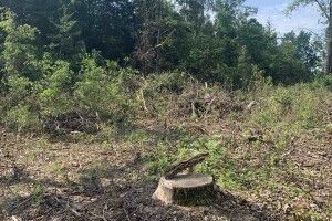 У волинському селі масово вирізають дерева