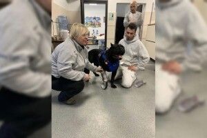 Собаці, який відгриз лапу аби втекти від окупантів, встановили протез 