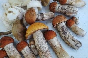 Волинянин просто на городі накосив краснюків (Фото)