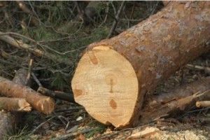 У Ківерцівському районі ліс крали… підлітки