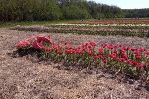 На полі – три гектари тюльпанів: стартував фестиваль «Волинська Голландія» (Фото)