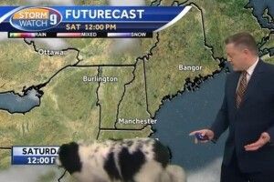 Пес став героєв телевізійного прогнозу погоди