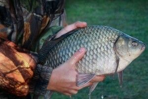 На Волині викрили незаконний збут карася сріблястого та карликового сомика