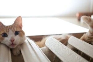 У Луцьку в кількох будинках через аварію не буде опалення