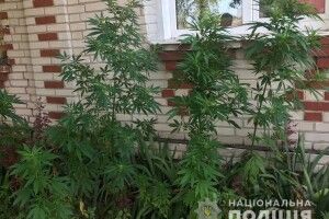 Волинянин насіяв конопель під вікнами: тепер має проблеми (Фото)