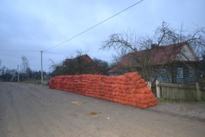 Морква стала золотою