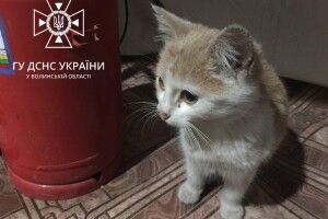 У місті на Волині «незламний» котик знайшов собі людей (Фото)