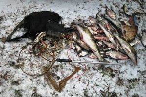 Браконьєри Рівненщини і взимку продовжують нищити довкілля електровудками