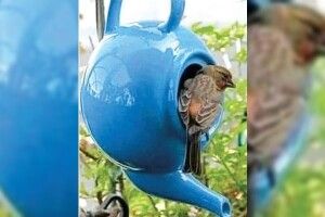Творчий підхід і в пташки буває