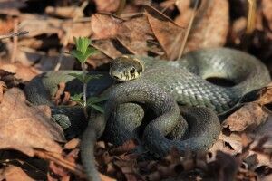 У Цуманській пущі прокинулися вужі (Фото)