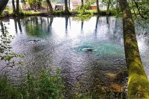 Форелеве господарство знищило знакові для Волині «Оконські джерела»?