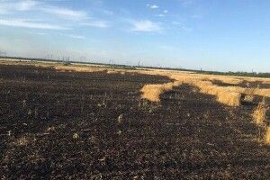 На Донеччиі через обстріли росії згоріло 150 гектарів пшениці