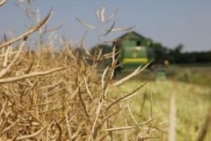 На Волині зібрали рекордні 140 тисяч тонн ріпаку