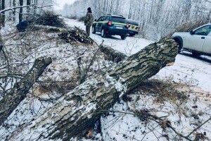 На Волині приватна фірма вирубує на узбіччях не ті породи дерев, що зазначені в документах