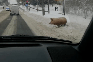 Що робить порося на вулиці?