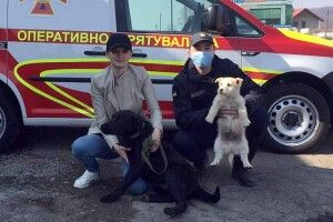 Бійці ДСНС та сила Facebook допомогли молодому лабрадору знайти свою хазяйку