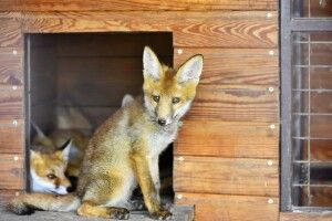 14 луцьких лисиць потребують поліпшення житлових умов