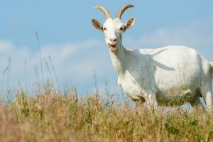 На Запоріжжі коза поранила кількох окупантів їхніми ж гранатами