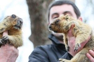 Львівські бабаки Мишко ІІІ та Маруся ІІ спрогнозували, коли чекати на прихід весни