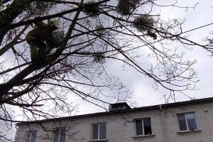 У Рівному рятували кота, що застряг на дереві