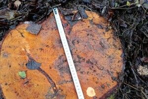 На Поліссі вкрали сосон на більше 200 тисяч гривень