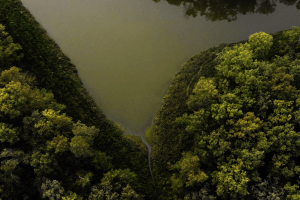 Ліс врятує волинян, якщо волиняни врятують ліс!