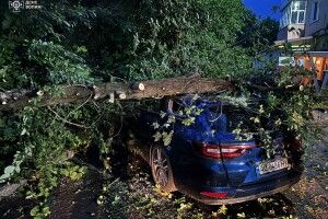На Волині буревій звалив дерево на автівки